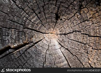 Stock photo: an image of a background of a grey stump
