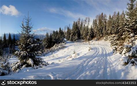 Stock photo: nature: an image of a road in winter forest