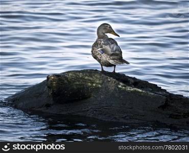 Stockente-Stein. duck on a stone in the river
