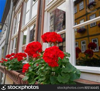 Stolberg flowers in Harz mountains Germany. Stolberg flowers in Harz mountains of Germany