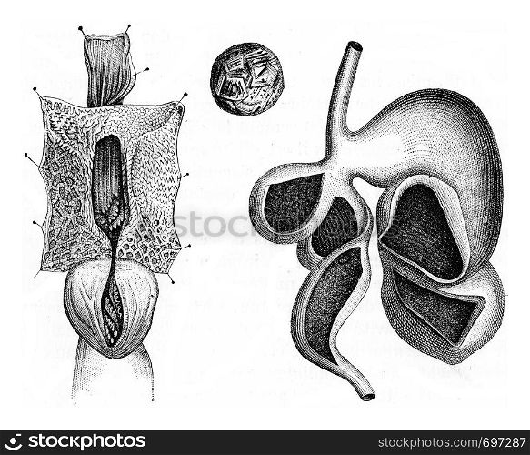 Stomach of ruminant, vintage engraved illustration. Zoology Elements from Paul Gervais.