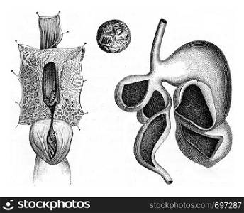 Stomach of ruminant, vintage engraved illustration. Zoology Elements from Paul Gervais.