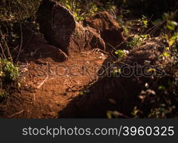 stone and soil path in the forest closeup.