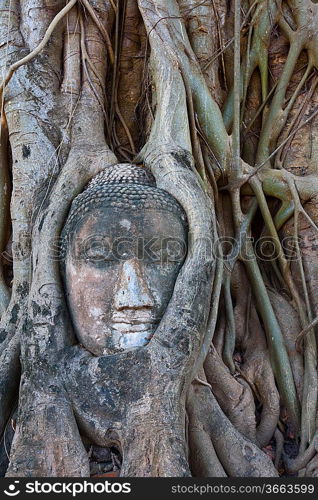 Stone budda head in Ayutthaya