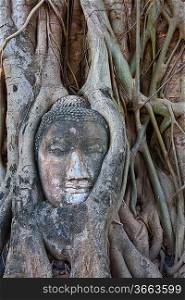 Stone budda head in Ayutthaya