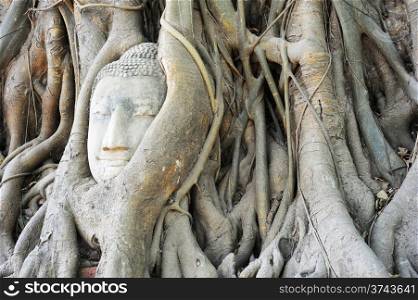 Stone budda head traped in the tree roots at Wat Mahathat, Ayutthaya, Thailand