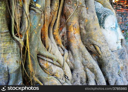 Stone buddha head traped in the tree roots at Wat Mahathat, Ayutthaya, Thailand