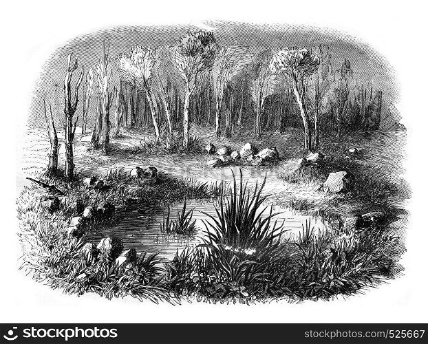 Stone circle known as the Tomb of Merlin in the forest of Paimpont, departments of Ille et Vilaine and Morhiban, vintage engraved illustration. Magasin Pittoresque 1846.