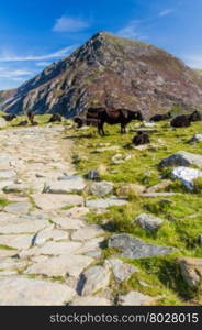 Stone flagged path, with black cow, and mountain Carnedd Llewelyn in the background. Snowdonia, Gwynedd, Wales, United Kingdom