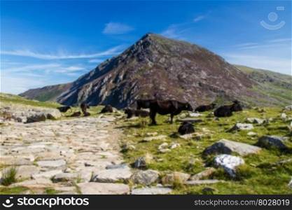 Stone flagged path, with black cow, and mountain Carnedd Llewelyn in the background. Snowdonia, Gwynedd, Wales, United Kingdom