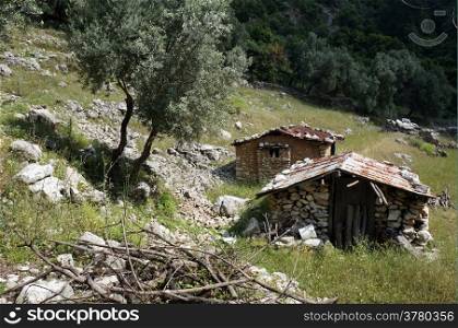 Stone houses and olive trees on the slope in Turkey