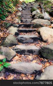 Stone pathway at the forest