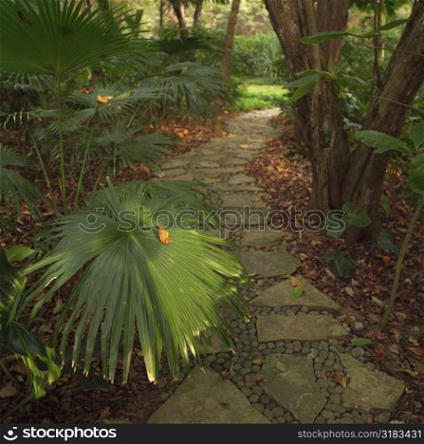 Stone pathway in Costa Rica