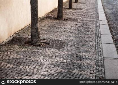stone pavement with trees in the city