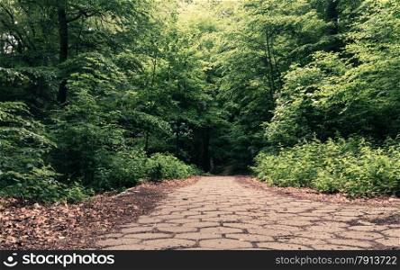 stone sidewalk walking pavement in a park or forest outdoor. Tranquil scene.