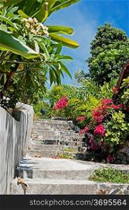 stone stairs in a tropical garden