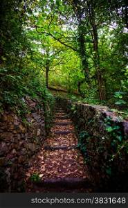 Stone stairs in green forest. Climbing trail with stone steps