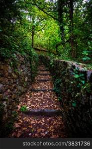 Stone stairs in green forest. Climbing trail with stone steps