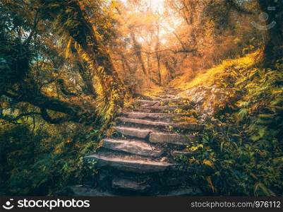 Stone steps in beautiful old tropical forest in fog at sunset in autumn. Colorful fall landscape with stone stairs, trees with orange foliage, gold sunlight. Enchanted forest. Beautiful nature. Travel