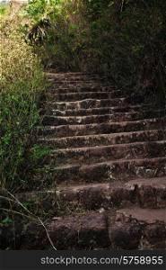 Stone steps in the bushes
