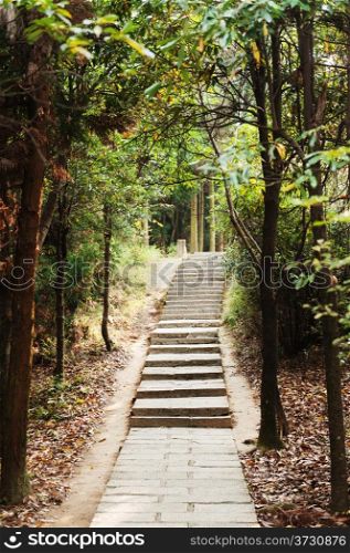 Stone steps in the forest