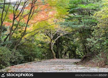 Stone steps leading down with beautiful autumn colored maple leaves in Arashiyama, Kyoto, Japan