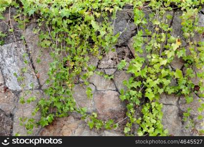 Stone wall covered with green climbing plants
