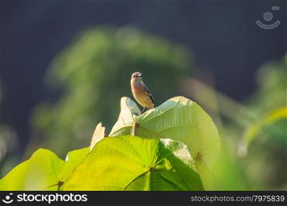 Stonechat female perched on plant in nature