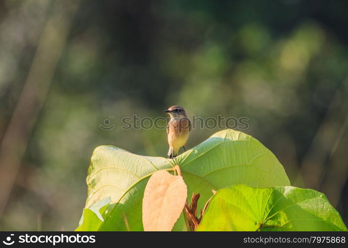 Stonechat female perched on plant in nature