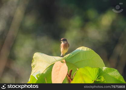 Stonechat female perched on plant in nature