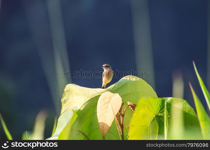 Stonechat female perched on plant in nature