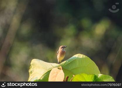 Stonechat female perched on plant in nature
