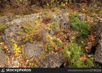 Stones among fallen down leaves
