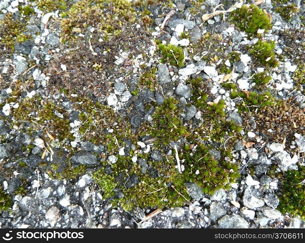 Stones and moss. Grey stones and green moss as a background