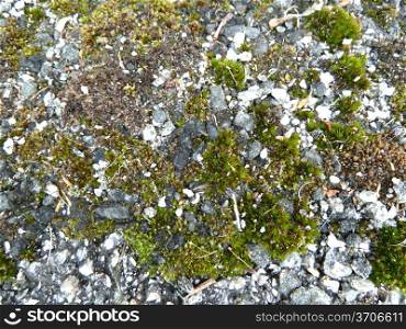 Stones and moss. Grey stones and green moss as a background