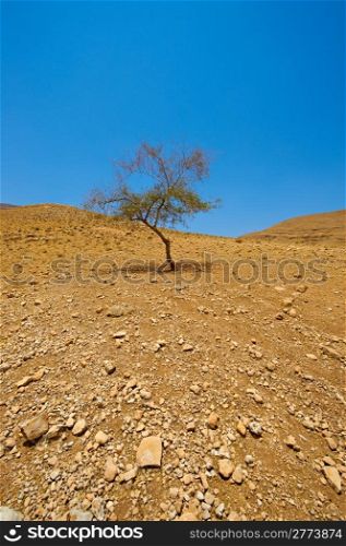 Stones and Tree in Sand Hills of Samaria, Israel