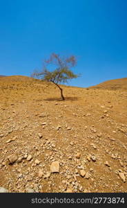 Stones and Tree in Sand Hills of Samaria, Israel