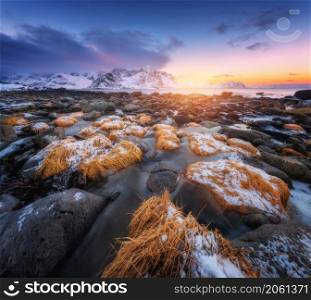 Stones with yellow grass in ice on the beach, snowy mountains, sea and colorful sky at sunset in winter. Frozen seashore with rocks. Lofoten islands, Norway. Beautiful landscape with sea coast. Nature