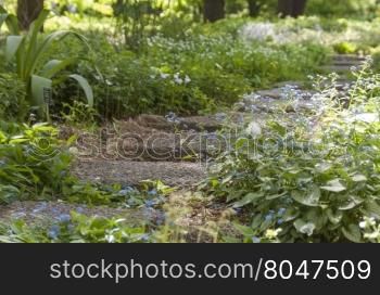 Stony stairs in the green blooming garden. stone path in a Park overgrown with flowers. selective focus