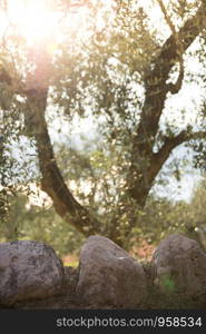 Stony wall in foreground, olive trees and evening sun in the blurry background