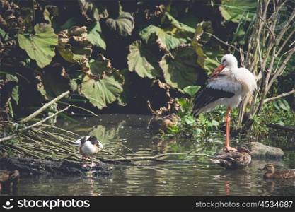 Stork and ducks in a pond in nature