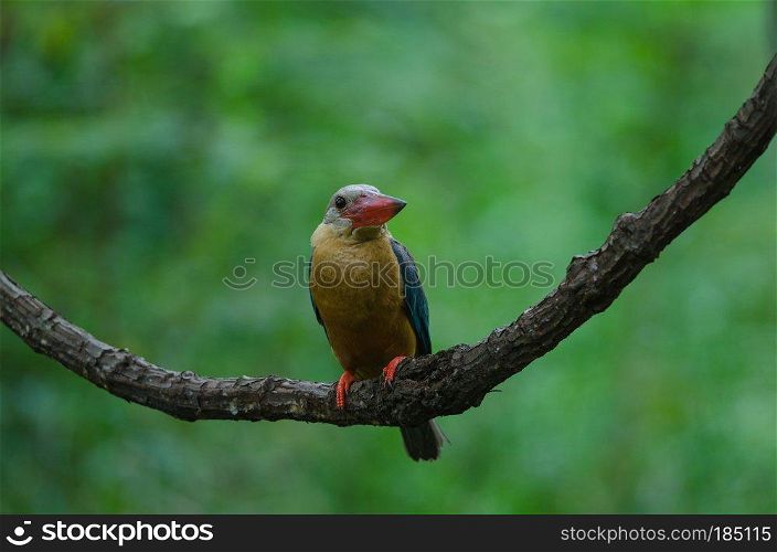 Stork-billed Kingfisher bird (Halcyon capensis) perching on the branch