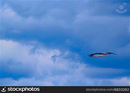 stork flying in the blue sky. stork flies high in the blue sky. White stork flies among the white clouds
