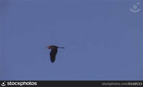 stork flying in the sky