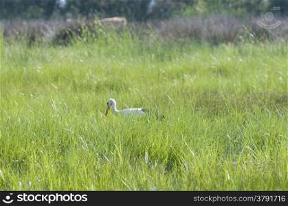 Stork hidden in the undergrowth of grass
