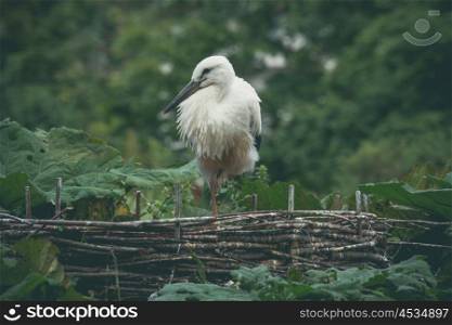 Stork in a nest in green nature in Denmark