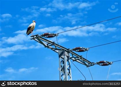 stork in danger on power pole