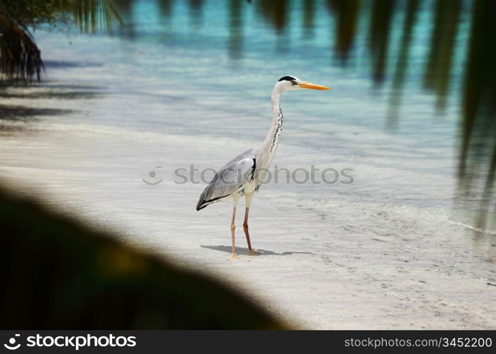 Stork on the ocean coast