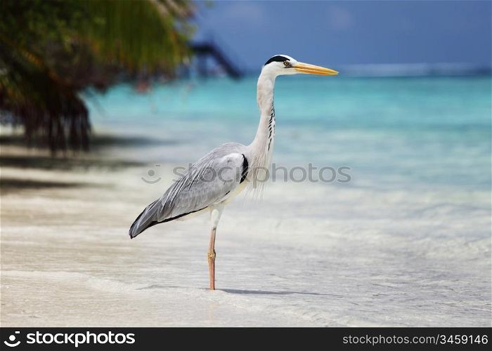 Stork on the ocean coast