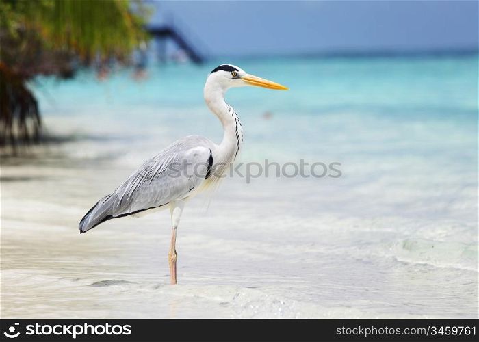 Stork on the ocean coast